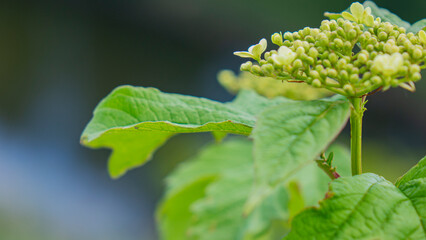 Nature, plants and flowers.