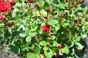Red rose bright background, flowers pattern. Bouquet of fresh roses

