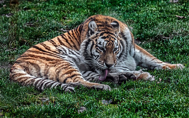 Fototapeta na wymiar Siberian tiger on the lawn. Latin name - Panthera tigris altaica 