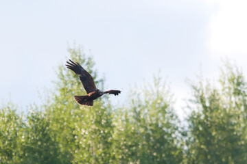 Błotniak stawowy w locie