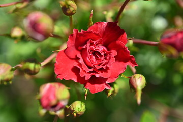 Naklejka na ściany i meble Red rose bright background, flowers pattern. Bouquet of fresh roses
