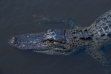 alligator in the everglades