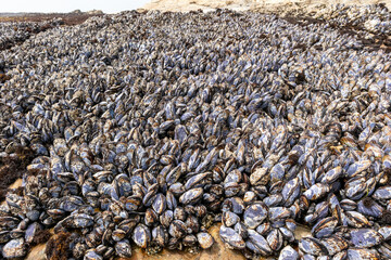 Wild black mussels growing close together on coastal rocks in J V Fitzgerald Marine Reserve, California