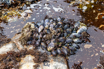 Wild black mussels growing close together on coastal rocks in J V Fitzgerald Marine Reserve,...