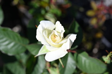 White, white pink roses