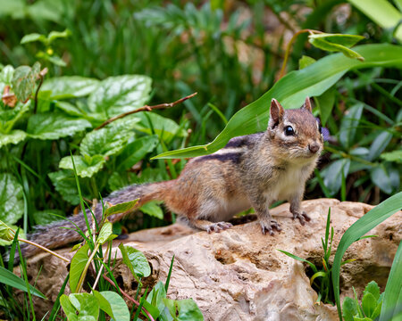 Chipmunk Stock Photo and Image. Standing on a rock with foliage background and displaying brown fur, body, head, eye, nose, ears, paws, in its environment and habitat environment..