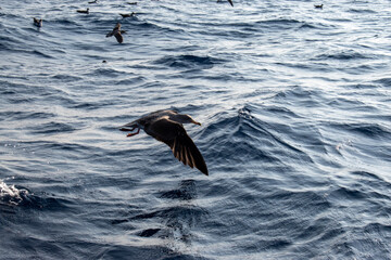 seagull in flight