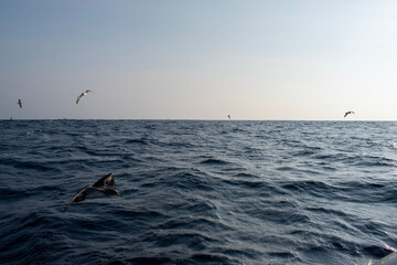Fototapeta na wymiar kite surfing in the ocean