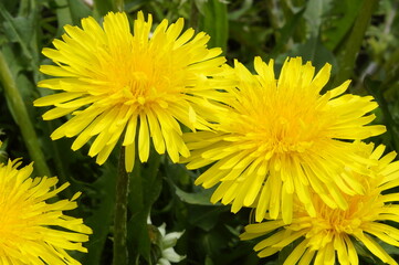 bright yellow dandelions close up
