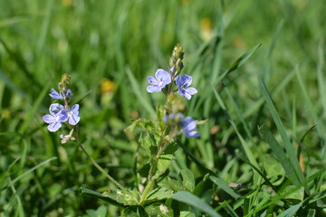 blue flowers 
