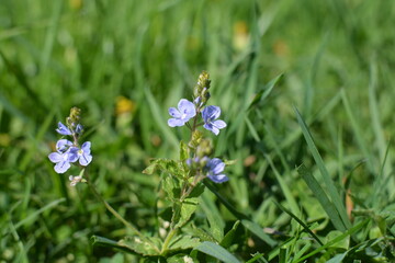 blue flowers 