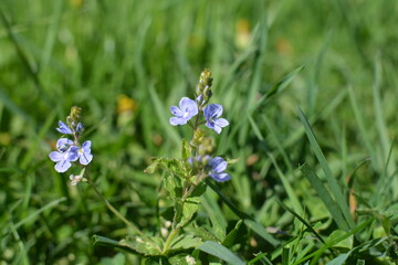 blue flowers 