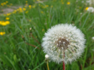 Closed Bud of a dandelion. Dandelion white flowers in green grass. Seed coming away from dandelion