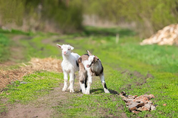 White baby goat on green grass in sunny day..