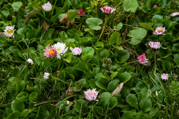 White and pink daisies on the meadow