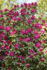 Rhododendron rouge