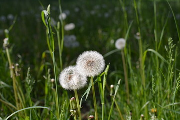 flowers in the field