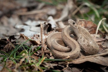 Fototapeta premium Dekay's Brown snake macro portrait 