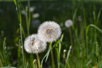Fototapeta premium flowers in the field