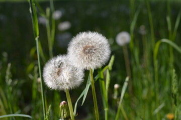 flowers in the field