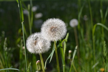 flowers in the field