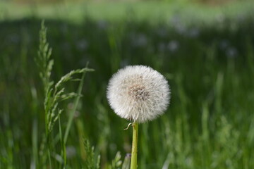 flowers in the field