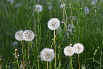 flowers in the field