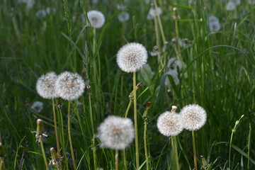 flowers in the field