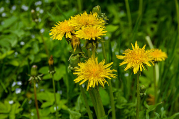 Close-up view of beautiful bright yellow blooming dandelions