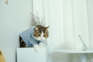 scottish cat in pajamas cloth during play at home with softfocus  woman in pajamas cloth background