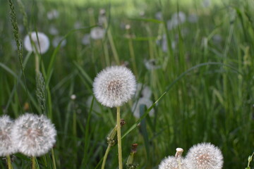 flowers in the field