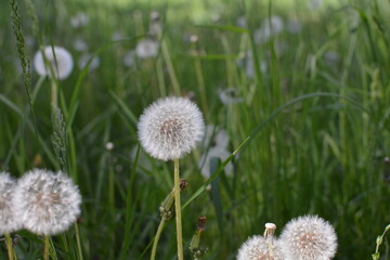 flowers in the field