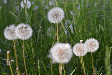 flowers in the field
