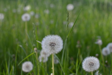 flowers in the field