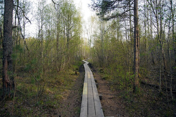 Wooden trail on beautiful sunny day. Nature of Estonia