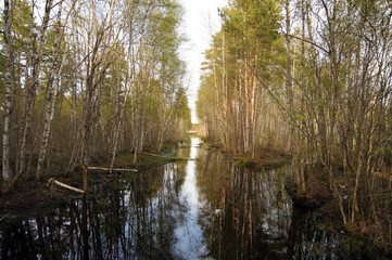 Obraz premium Birch trees reflection in water with morning light