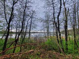 Las jezioro  © 123L321