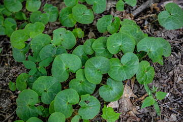 Asarum europaeum grows in the forest in the wild
