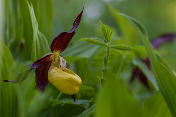 Cypripedium calceolus beautiful yellow flower on green background with nice bokeh.