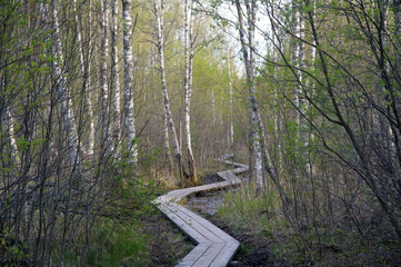Wooden trail in green birch tree forest with zigzag shape