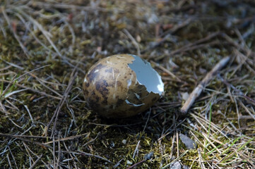 Egg of wild bird in forest on ground