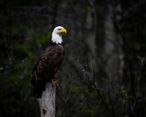 Bald Eagle perched and ready
