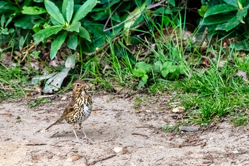 Female Eurasian blackbird (Turdus merula) known as common blackbird  in Windsor Great Park, United Kingdom