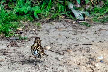 Female Eurasian blackbird (Turdus merula) known as common blackbird  in Windsor Great Park, United Kingdom