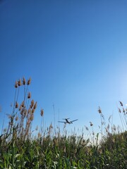 Airplane landing at the aiport close to the nature. Pampa grass and plane 