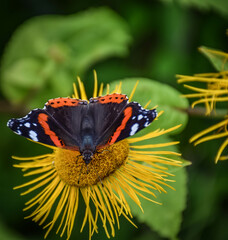 Russia, Moscow, June 2013, orange-black butterfly close-up on a yellow flower