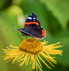 Russia, Moscow, June 2013, orange-black butterfly close-up on a yellow flower