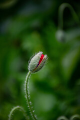 Obraz premium Russia, Moscow, June 2013, poppy bud close up