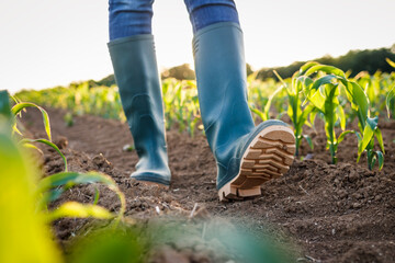 Farmer with rubber boots is walking in corn field. Agricultural activity in cultivated land