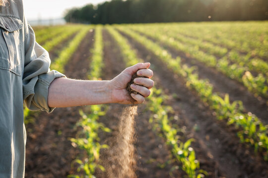 Drought In Agricultural Field. Farmer Holding Dry Soil In Hand And Control Quality Of Fertility At Arid Climate. Impact Of Climate Change On Agriculture